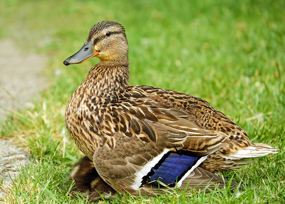 Keeping Pet Ducks: Ducklings, Imprinting, and Ethical Treatment